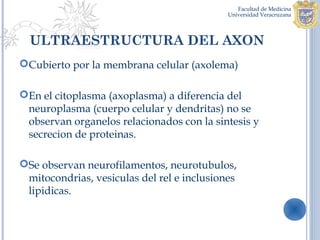 ULTRAESTRUCTURA DEL AXON
Cubierto por la membrana celular (axolema)

En el citoplasma (axoplasma) a diferencia del
 neuroplasma (cuerpo celular y dendritas) no se
 observan organelos relacionados con la sintesis y
 secrecion de proteinas.

Se observan neurofilamentos, neurotubulos,
 mitocondrias, vesiculas del rel e inclusiones
 lipidicas.
 