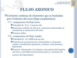 FLUJO AXONICO
Corriente continua de elementos que se trasladan
 por el interior del axon (flujo axoplasmico)
   1.- componente de flujo lento:
     Velocidad de 0.5 a 5 mm por dia
     Sustancias solubles de alto p.m.: proteinas relacionadas al
      crecimiento y mantencion del axon
     Funcion trofica
   2.- componente de flujo rapido:
     Velocidad de 10 a 2000 mm por dia
     Vesiculas de neurosecrecion, mitocondrias y elementos
      unidos a membranas (proteinas, enzimas, catecolaminas,
      dopamina)
     Funcion: relacionada a la sinapsis, transmision del impulso
      nervioso y actividad neurosecretora (por ej.: neuronas de
      nucleos del hipotalamo)
 