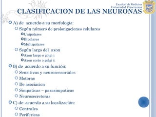 CLASIFICACION DE LAS NEURONAS
 A) de acuerdo a su morfología:
   Según número de prolongaciones celulares
      Unipolares
      Bipolares
      Multipolares
    Según largo del axon
      Axon largo o golgi i
      Axon corto o golgi ii
 B) de acuerdo a su función:
    Sensitivas y neurosensoriales
    Motoras
    De asociacion
    Simpaticas – parasimpaticas
    Neurosecretoras
 C) de acuerdo a su localización:
    Centrales
    Perifericas
 