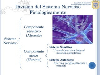 División del Sistema Nervioso
             Fisiológicamente


           Componente
             sensitivo
            (Aferente)
Sistema
Nervioso
                         Sistema Somático
           Componente       Una sola neurona llega al
                              músculo esquelético
              motor
            (Eferente)   Sistema Autónomo
                            Neurona ganglio glándula o
                              corazón
 