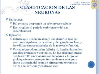 CLASIFICACION DE LAS
                NEURONAS
 Unipolares:
    Del soma se desprende un solo proceso celular
    Restringidas al periodo embrionario del s.n.
     (neuroblastos)
 Bipolares:
    Celulas que tienen un axon y una dendrita (por ej.:
     neuronas bipolares de la retina y del ganglio coclear, y
     las células neurosensoriales de la mucosa olfatoria).
    Variedad pseudounipolar (células t), localizadas en los
     ganglios craneales y espinales. En las primeras etapas
     del desarrollo embrionario son bipolares y luego las
     prolongaciones convergen formando una sola que a
     cierta distancia del soma se bifurca (un extremo se
     dirige a la periferia y el otro al snc).
 