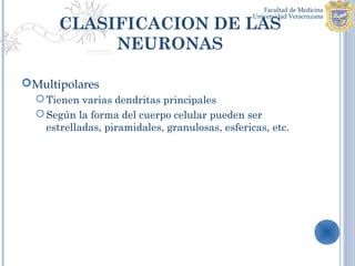 CLASIFICACION DE LAS
            NEURONAS

Multipolares
   Tienen varias dendritas principales
   Según la forma del cuerpo celular pueden ser
    estrelladas, piramidales, granulosas, esfericas, etc.
 
