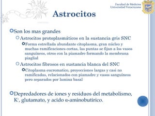 Astrocitos
Son los mas grandes
   Astrocitos protoplasmáticos en la sustancia gris SNC
     Forma estrellada abundante citoplasma, gran núcleo y
      muchas ramificaciones cortas, las puntas se fijan a los vasos
      sanguíneos, otros con la piamadre formando la membrana
      piaglial
   Astrocitos fibrosos en sustancia blanca del SNC
     Citoplasma eucromatico, proyecciones largas y casi no
      ramificadas, relacionados con piamadre y vasos sanguíneos
      pero separados por lamina basal


Depredadores de iones y residuos del metabolismo,
 K+, glutamato, y acido α-aminobutirico.
 