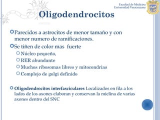 Oligodendrocitos
Parecidos a astrocitos de menor tamaño y con
 menor numero de ramificaciones.
Se tiñen de color mas fuerte
    Núcleo pequeño,
    RER abundante
    Muchos ribosomas libres y mitocondrias
    Complejo de golgi definido


 Oligodendrocitos interfasciculares Localizados en fila a los
  lados de los axones elaboran y conservan la mielina de varias
  axones dentro del SNC
 