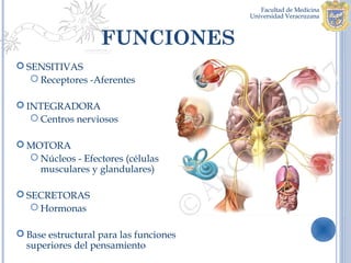 FUNCIONES
 SENSITIVAS
    Receptores -Aferentes

 INTEGRADORA
    Centros nerviosos

 MOTORA
   Núcleos - Efectores (células
    musculares y glandulares)

 SECRETORAS
    Hormonas

 Base estructural para las funciones
  superiores del pensamiento
 