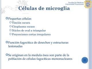 Células de microglia
Pequeñas células
   Tinción oscura
   Citoplasma escaso
   Núcleo de oval a triangular
   Proyecciones cortas irregulares


Función fagocítica de desechos y estructuras
 lesionadas

Se originan en la medula ósea son parte de la
 población de células fagocíticas mononucleares
 