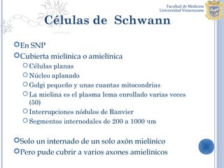 Células de Schwann
En SNP
Cubierta mielínica o amielínica
   Células planas
   Núcleo aplanado
   Golgi pequeño y unas cuantas mitocondrias
   La mielina es el plasma lema enrollado varias veces
    (50)
   Interrupciones nódulos de Ranvier
   Segmentos internodales de 200 a 1000 чm


Solo un internado de un solo axón mielínico
Pero pude cubrir a varios axones amielínicos
 