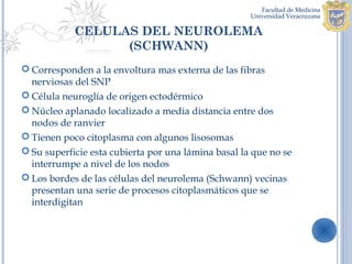 CELULAS DEL NEUROLEMA
                  (SCHWANN)
 Corresponden a la envoltura mas externa de las fibras
  nerviosas del SNP
 Célula neuroglía de origen ectodérmico
 Núcleo aplanado localizado a media distancia entre dos
  nodos de ranvier
 Tienen poco citoplasma con algunos lisosomas
 Su superficie esta cubierta por una lámina basal la que no se
  interrumpe a nivel de los nodos
 Los bordes de las células del neurolema (Schwann) vecinas
  presentan una serie de procesos citoplasmáticos que se
  interdigitan
 