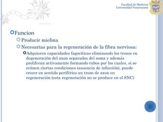Funcion
   Producir mielina
   Necesarias para la regeneración de la fibra nerviosa:
    Adquieren capacidades fagocíticas eliminando los trozos en
     degeneración del axon separados del soma y además
     proliferan activamente formando tubos por los cuales, si se
     reúnen ciertas condiciones (ausencia de infección), puede
     crecer en sentido periférico un trozo de axon en
     regeneración (esta regeneración no se produce en el SNC)
 