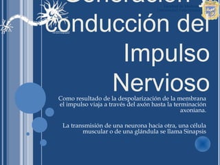 Generación y
conducción del
      Impulso
     Nervioso
 Como resultado de la despolarización de la membrana
 el impulso viaja a través del axón hasta la terminación
                                                axoniana.

  La transmisión de una neurona hacia otra, una célula
         muscular o de una glándula se llama Sinapsis
 