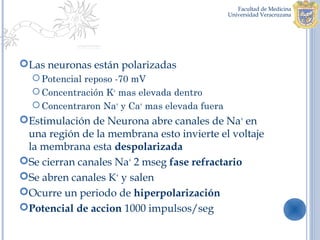Las neuronas están polarizadas
   Potencial reposo -70 mV
   Concentración K+ mas elevada dentro
   Concentraron Na+ y Ca+ mas elevada fuera
Estimulación de Neurona abre canales de Na+ en
 una región de la membrana esto invierte el voltaje
 la membrana esta despolarizada
Se cierran canales Na+ 2 mseg fase refractario
Se abren canales K+ y salen
Ocurre un periodo de hiperpolarización
Potencial de accion 1000 impulsos/seg
 