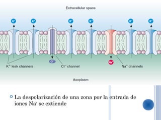    La despolarización de una zona por la entrada de
    iones Na+ se extiende
 