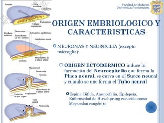 ORIGEN EMBRIOLOGICO Y
   CARACTERISTICAS
 NEURONAS Y NEUROGLIA (excepto
  microglía):

   ORIGEN ECTODERMICO induce la
    formación del Neuroepitelio que forma la
    Placa neural, se curva en el Surco neural
    y cuando se une forma el Tubo neural

    Espina Bifida, Anencefalia, Epilepsia,
     Enfermedad de Hirschprung conocido como
     Megacolon congénito
 