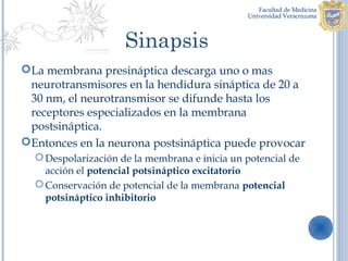 Sinapsis
La membrana presináptica descarga uno o mas
 neurotransmisores en la hendidura sináptica de 20 a
 30 nm, el neurotransmisor se difunde hasta los
 receptores especializados en la membrana
 postsináptica.
Entonces en la neurona postsináptica puede provocar
   Despolarización de la membrana e inicia un potencial de
    acción el potencial potsináptico excitatorio
   Conservación de potencial de la membrana potencial
    potsináptico inhibitorio
 