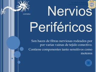 Nervios
Periféricos
 Son haces de fibras nerviosas rodeados por
       por varias vainas de tejido conectivo.
Contiene componentes tanto sensitivos como
                                     motores
 