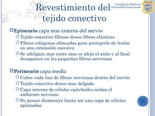 Revestimiento del
            tejido conectivo
Epineurio capa mas externa del nervio
   Tejido conectivo fibroso denso fibras elásticas
   Fibras colágenas alineadas para protegerlo de lesión
    en una extensión excesiva
   Se adelgaza mas entre mas se aleja el axón y al final
    desaparece en las pequeñas fibras nerviosas

Perineurio capa media
   Cubre cada haz de fibras nerviosas dentro del nervio
   Tejido conectivo denso mas delgado
   Capa interna de células epiteloides aíslan el
    ambiente nervioso
   Su grosor disminuye hasta ser una capa de células
    aplanadas
 