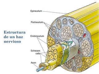 Estructura
de un haz
nervioso
 