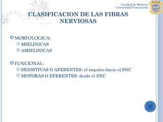 CLASIFICACION DE LAS FIBRAS
               NERVIOSAS

 MORFOLOGICA:
   MIELINICAS
   AMIELINICAS


 FUNCIONAL:
    SENSITIVAS O AFERENTES: el impulso hacia el SNC
    MOTORAS O EFERENTES: desde el SNC
 