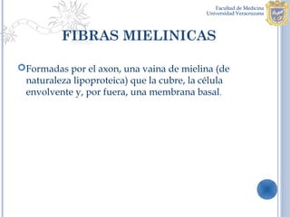 FIBRAS MIELINICAS

Formadas por el axon, una vaina de mielina (de
 naturaleza lipoproteica) que la cubre, la célula
 envolvente y, por fuera, una membrana basal.
 
