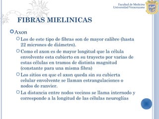 FIBRAS MIELINICAS
Axon
  Los de este tipo de fibras son de mayor calibre (hasta
   22 micrones de diámetro).
  Como el axon es de mayor longitud que la célula
   envolvente esta cubierto en su trayecto por varias de
   estas células en tramos de distinta magnitud
   (constante para una misma fibra)
  Los sitios en que el axon queda sin su cubierta
   celular envolvente se llaman estrangulaciones o
   nodos de ranvier.
  La distancia entre nodos vecinos se llama internodo y
   corresponde a la longitud de las células neuroglías
 