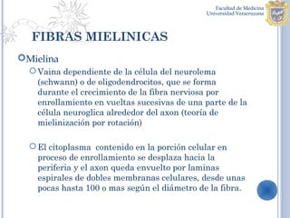 FIBRAS MIELINICAS
Mielina
   Vaina dependiente de la célula del neurolema
    (schwann) o de oligodendrocitos, que se forma
    durante el crecimiento de la fibra nerviosa por
    enrollamiento en vueltas sucesivas de una parte de la
    célula neuroglica alrededor del axon (teoría de
    mielinización por rotación)

   El citoplasma contenido en la porción celular en
    proceso de enrollamiento se desplaza hacia la
    periferia y el axon queda envuelto por laminas
    espirales de dobles membranas celulares, desde unas
    pocas hasta 100 o mas según el diámetro de la fibra.
 