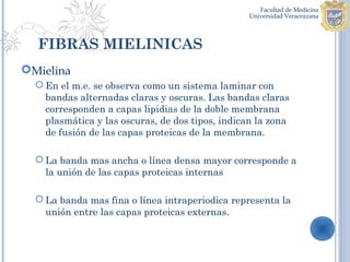 FIBRAS MIELINICAS
Mielina
   En el m.e. se observa como un sistema laminar con
    bandas alternadas claras y oscuras. Las bandas claras
    corresponden a capas lipidias de la doble membrana
    plasmática y las oscuras, de dos tipos, indican la zona
    de fusión de las capas proteicas de la membrana.

   La banda mas ancha o línea densa mayor corresponde a
    la unión de las capas proteicas internas

   La banda mas fina o línea intraperiodica representa la
    unión entre las capas proteicas externas.
 