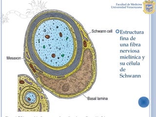 Estructura
 fina de
 una fibra
 nerviosa
 mielínica y
 su célula
 de
 Schwann
 