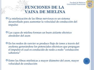 FUNCIONES DE LA
                VAINA DE MIELINA
 La mielinización de las fibras nerviosas es un sistema
  desarrollado para aumentar la velocidad de conducción del
  impulso

 Las capas de mielina forman un buen aislante eléctrico
  alrededor del axon

 En los nodos de ranvier se produce flujo de iones a través del
  axolema generándose los potenciales eléctricos que propagan
  el impulso el cual es conducido de nodo a nodo “conducción
  saltatoria”

 Entre las fibras mielinicas a mayor diámetro del axon, mayor
  velocidad de conducción
 