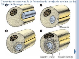 Cuatro fases sucesivas de la formación de la capa de mielina por las
Células de Schwann
 