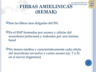 FIBRAS AMIELINICAS
              (REMAK)

Son las fibras mas delgadas del SN.

En el SNP formadas por axones y células del
 neurolema (schwann) y rodeadas por una lamina
 basal

No tienen mielina y característicamente cada célula
 del neurolema envuelve a varios axones (ej.: 7 a 21
 en el nervio trigémino)
 