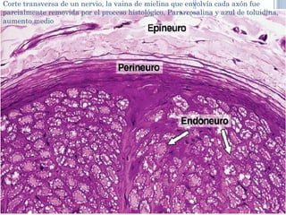 Corte transversa de un nervio, la vaina de mielina que envolvía cada axón fue
parcialmente removida por el proceso histológico, Pararrosalina y azul de toluidina,
aumento medio
 