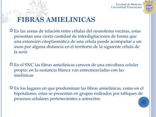 FIBRAS AMIELINICAS
 En las zonas de relación entre células del neurolema vecinas, estas
  presentan una cierta cantidad de interdigitaciones de forma que
  una extensión citoplasmática de una célula puede acompañar a un
  axon por alguna distancia en el territorio de la siguiente célula de
  la serie

 En el SNC las fibras amielinicas carecen de una envoltura celular
  propia: en la sustancia blanca van entremezcladas con las
  mielinicas

 En los lugares en que predominan las fibras amielinicas, como en el
  hipotalamo, estas se presentan en grupos rodeados por tabiques de
  procesos celulares pertenecientes a astrocitos
 
