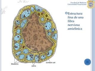 Estructura
 fina de una
 fibra
 nerviosa
 amielinica
 