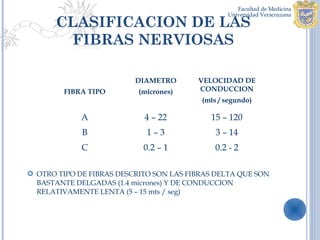 CLASIFICACION DE LAS
        FIBRAS NERVIOSAS

                          DIAMETRO       VELOCIDAD DE
        FIBRA TIPO         (micrones)    CONDUCCION
                                          (mts / segundo)

             A              4 – 22          15 – 120
             B               1–3              3 – 14
             C              0.2 – 1           0.2 - 2

 OTRO TIPO DE FIBRAS DESCRITO SON LAS FIBRAS DELTA QUE SON
  BASTANTE DELGADAS (1.4 micrones) Y DE CONDUCCION
  RELATIVAMENTE LENTA (5 – 15 mts / seg)
 