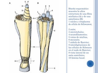 Diseño esquemático
muestra la ultra
estructura de una fibra
mielínica (A) y de una
amielinica (B):
1 núcleo y citoplasma
de célula de Schwamm;

2 axón;
3 microtubulos;
4 neurofilamentos;
5 vaina de mielina,
6 mesaxón;
7 nódulo de Ranvier;
8 interdigitaciones de
las células de Schwann
en el nodo de Ranvier;
9 vista lateral de un
axón amielínico,
10 lámina basal.
 