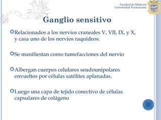 Ganglio sensitivo
Relacionados a los nervios craneales V, VII, IX, y X,
 y casa uno de los nervios raquídeos.

Se manifiestan como tumefacciones del nervio

Albergan cuerpos celulares seudounipolares
 envueltos por células satélites aplanadas.

Luego una capa de tejido conectivo de células
 capsulares de colágeno
 