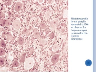 Microfotografía
de un ganglio
sensorial (x270)
se observa los
largos cuerpos
neuronales con
núcleos
singulares
 