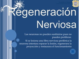 Regeneración
                  Nerviosa
      Las neuronas no pueden sustituirse pues no
                                 pueden proliferar.
       Si se lesiona una fibra nerviosa periférica la
  neurona intentara reparar la lesión, regenerara la
        proyección y restaurara el funcionamiento
 