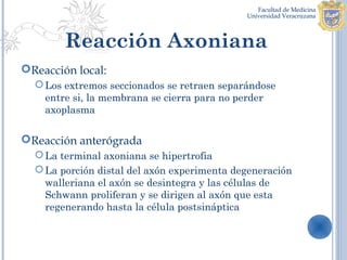 Reacción Axoniana
Reacción local:
   Los extremos seccionados se retraen separándose
    entre si, la membrana se cierra para no perder
    axoplasma

Reacción anterógrada
   La terminal axoniana se hipertrofia
   La porción distal del axón experimenta degeneración
    walleriana el axón se desintegra y las células de
    Schwann proliferan y se dirigen al axón que esta
    regenerando hasta la célula postsináptica
 
