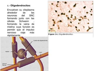 c.- Oligodendrocitos:
Envuelven su citoplasma
alrededor     de     las
neuronas     del    SNC
formando junto con las
células    Schwann     ,
formando la vaina de
mielina cuya función es
permitir que el impulso
nervioso    viaje   más
rápidamente
 