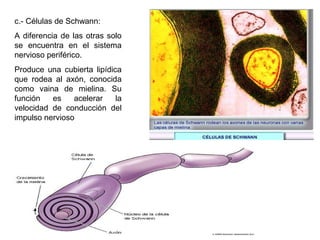 c.- Células de Schwann:
A diferencia de las otras solo
se encuentra en el sistema
nervioso periférico.
Produce una cubierta lipídica
que rodea al axón, conocida
como vaina de mielina. Su
función   es    acelerar    la
velocidad de conducción del
impulso nervioso
 