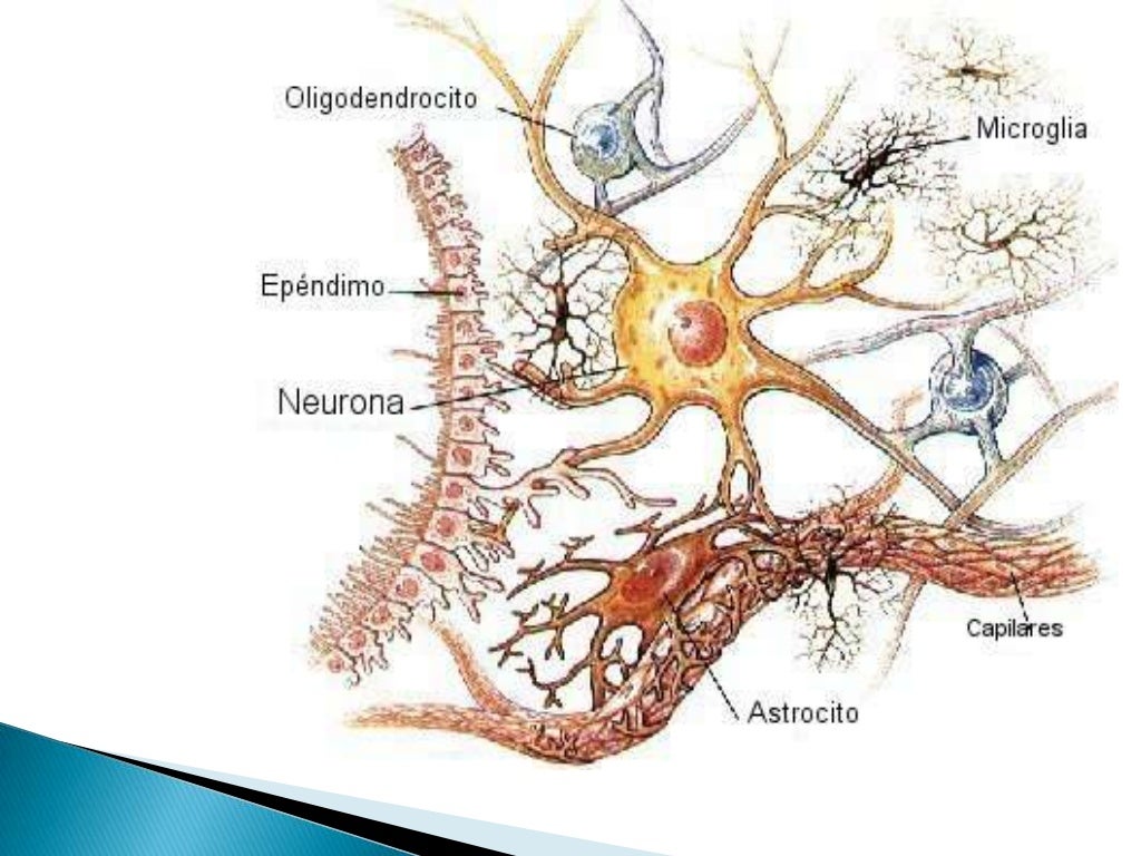 Tejido nervioso Tejido nervioso
