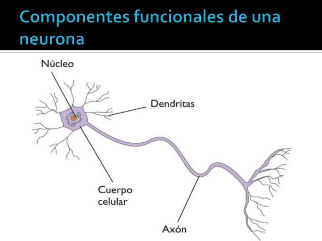 Pedir Perdón: 10 Frases Útiles