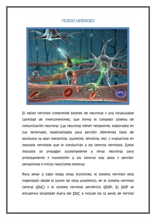 TEJIDO NERVIOSO

El tejido nervioso comprende billones de neuronas y una incalculable
cantidad de interconexiones, que forma el complejo sistema de
comunicación neuronal. Las neuronas tienen receptores, elaborados en
sus

terminales, especializados

para percibir

diferentes tipos

de

estímulos ya sean mecánicos, químicos, térmicos, etc. y traducirlos en
impulsos nerviosos que lo conducirán a los centros nerviosos. Estos
impulsos

se

propagan

sucesivamente

a

otras

neuronas

para

procesamiento y transmisión a los centros más altos y percibir
sensaciones o iniciar reacciones motoras.
Para llevar a cabo todas estas funciones, el sistema nervioso está
organizado desde el punto de vista anatómico, en el sistema nervioso
central (SNC) y el sistema nervioso periférico (SNP). El SNP se
encuentra localizado fuera del SNC e incluye los 12 pares de nervios

 