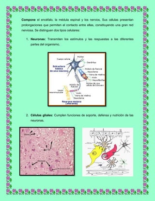 Compone el encéfalo, la médula espinal y los nervios, Sus células presentan
prolongaciones que permiten el contacto entre ellas, constituyendo una gran red
nerviosa. Se distinguen dos tipos celulares:
1. Neuronas: Transmiten los estímulos y las respuestas a las diferentes
partes del organismo.

2. Células gliales: Cumplen funciones de soporte, defensa y nutrición de las
neuronas.

 