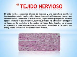 * TEJIDO NERVIOSO
El tejido nervioso comprende billones de neuronas y una incalculable cantidad de
interconexiones, que forma el complejo sistema de comunicación neuronal. Las neuronas
tienen receptores, elaborados en sus terminales, especializados para percibir diferentes
tipos de estímulos ya sean mecánicos, químicos, térmicos, etc. y traducirlos en impulsos
nerviosos que lo conducirán a los centros nerviosos. Estos impulsos se propagan
sucesivamente a otras neuronas para procesamiento y transmisión a los centros más
altos y percibir sensaciones o iniciar reacciones motoras.

 