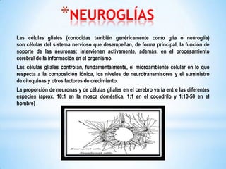 *NEUROGLÍAS
Las células gliales (conocidas también genéricamente como glía o neuroglía)
son células del sistema nervioso que desempeñan, de forma principal, la función de
soporte de las neuronas; intervienen activamente, además, en el procesamiento
cerebral de la información en el organismo.

Las células gliales controlan, fundamentalmente, el microambiente celular en lo que
respecta a la composición iónica, los niveles de neurotransmisores y el suministro
de citoquinas y otros factores de crecimiento.
La proporción de neuronas y de células gliales en el cerebro varía entre las diferentes
especies (aprox. 10:1 en la mosca doméstica, 1:1 en el cocodrilo y 1:10-50 en el
hombre)

 