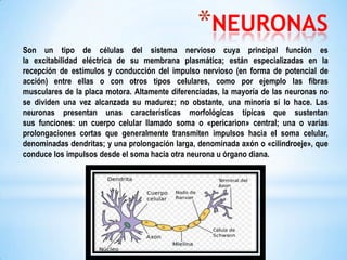 *NEURONAS
Son un tipo de células del sistema nervioso cuya principal función es
la excitabilidad eléctrica de su membrana plasmática; están especializadas en la
recepción de estímulos y conducción del impulso nervioso (en forma de potencial de
acción) entre ellas o con otros tipos celulares, como por ejemplo las fibras
musculares de la placa motora. Altamente diferenciadas, la mayoría de las neuronas no
se dividen una vez alcanzada su madurez; no obstante, una minoría sí lo hace. Las
neuronas presentan unas características morfológicas típicas que sustentan
sus funciones: un cuerpo celular llamado soma o «pericarion» central; una o varias
prolongaciones cortas que generalmente transmiten impulsos hacia el soma celular,
denominadas dendritas; y una prolongación larga, denominada axón o «cilindroeje», que
conduce los impulsos desde el soma hacia otra neurona u órgano diana.

 