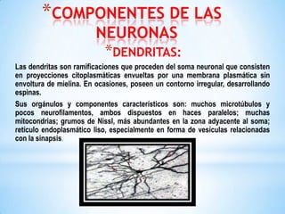 *COMPONENTES DE LAS
NEURONAS
*DENDRITAS:

Las dendritas son ramificaciones que proceden del soma neuronal que consisten
en proyecciones citoplasmáticas envueltas por una membrana plasmática sin
envoltura de mielina. En ocasiones, poseen un contorno irregular, desarrollando
espinas.
Sus orgánulos y componentes característicos son: muchos microtúbulos y
pocos neurofilamentos, ambos dispuestos en haces paralelos; muchas
mitocondrias; grumos de Nissl, más abundantes en la zona adyacente al soma;
retículo endoplasmático liso, especialmente en forma de vesículas relacionadas
con la sinapsis.

 