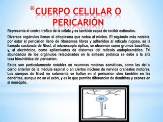 *CUERPO CELULAR O
PERICARIÓN

Representa el centro trófico de la célula y es también capaz de recibir estímulos.
Diversos orgánulos llenan el citoplasma que rodea al núcleo. El orgánulo más notable,
por estar el pericarion lleno de ribosomas libres y adheridos al retículo rugoso, es la
llamada sustancia de Nissl, al microscopio óptico, se observan como grumos basófilos,
y, al electrónico, como apilamientos de cisternas del retículo endoplasmático. Tal
abundancia de los orgánulos relacionados en la síntesis proteica se debe a la alta
tasa biosintética del pericarion.
Estos son particularmente notables en neuronas motoras somáticas, como las del u
cerno anterior de la médula espinal o en ciertos núcleos de nervios craneales motores.
Los cuerpos de Nissl no solamente se hallan en el pericarion sino también en las
dendritas, aunque no en el axón, y es lo que permite diferenciar de dendritas y axones en
el neurópilo.

 